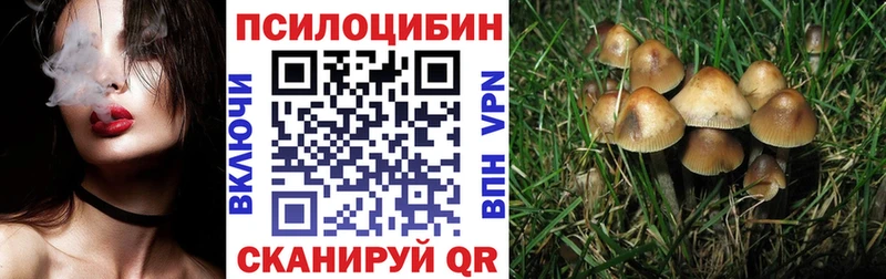 Купить Салаир Псилоцибиновые грибы Magic Shrooms